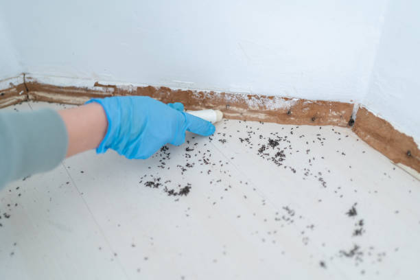 Best Pest Removal Services  in Paonia, CO